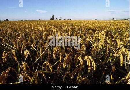 Montsià: Parque Natural del/Delta del Ebro Naturpark; Reisfeld (montsià). Stockfoto