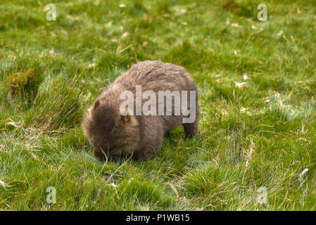 Eine wilde Wombat in Cradle Mountain - Lake St Clair National Park, Tasmanien, Australien Stockfoto