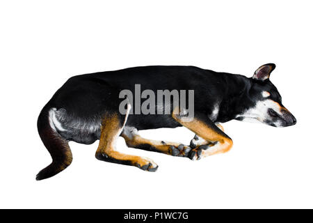 Dobermann auf weißem Hintergrund. Kopieren Sie Raum. Freistellungspfaden. Stockfoto