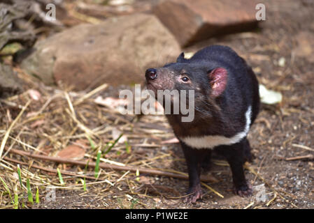 Tasmanische Teufel in Conservation Park, Tasmanien, Australien Stockfoto