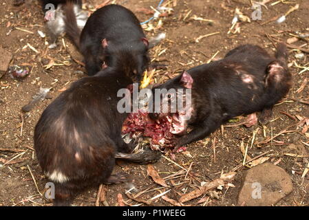 Tasmanische Teufel in Conservation Park, Tasmanien, Australien Stockfoto