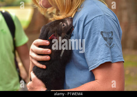 Tasmanische Teufel in Conservation Park, Tasmanien, Australien Stockfoto