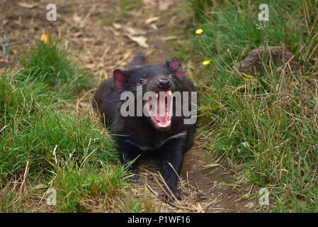 Tasmanischer Teufel im Naturschutzpark in Tasmanien, Australien Stockfoto