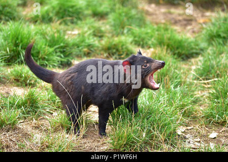 Tasmanische Teufel in Conservation Park, Tasmanien, Australien Stockfoto