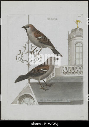 . Passer domesticus. Zwischen 1790 und 1796 217 Passer domesticus - 1790-1796 - Drucken - Iconographia Zoologica - Sondersammlungen Universität Amsterdam - UBA01 IZ 16000095 Stockfoto