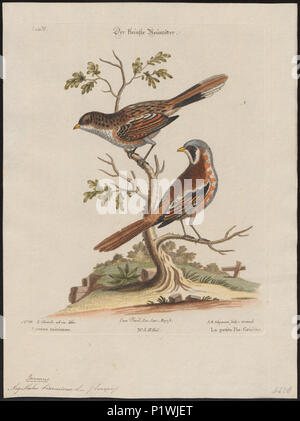 10 Aegithalus biarmicus - 1700-1880 - Drucken - Iconographia Zoologica - Sondersammlungen Universität Amsterdam - UBA01 IZ 16100189 Stockfoto