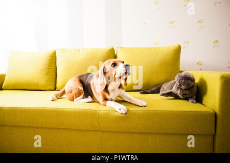 Hund Katze vs. Stockfoto