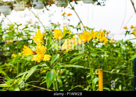 Gelbe alstroemeria Wachstum im Gewächshaus Stockfoto