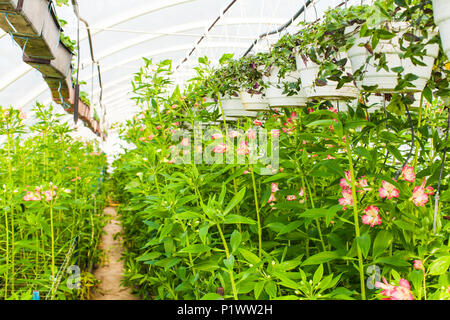 Alstroemeria wächst im Gewächshaus Stockfoto