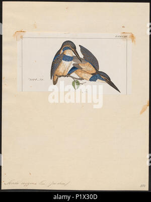 . Alcedo euryzona. Zwischen 1820 und 1863 14 Alcedo euryzona - 1820-1863 - Drucken - Iconographia Zoologica - Sondersammlungen Universität Amsterdam - UBA01 IZ 16800199 Stockfoto