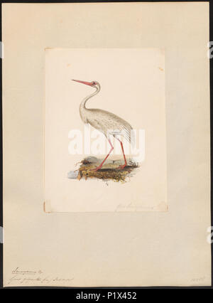 142 Grus leucogeranus - 1700-1880 - Drucken - Iconographia Zoologica - Sondersammlungen Universität Amsterdam - UBA01 IZ 17300105 Stockfoto