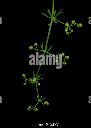 Galium aparine aka Goosegrass, hackmesser. Behaart, klebrig, anhänglich, Unkraut. Detail isoliert auf Schwarz. Stockfoto