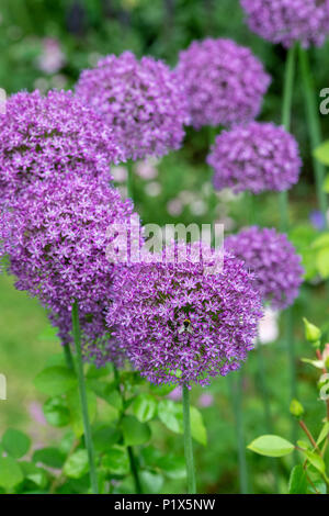 Allium "Botschafter". Ornamentale Zwiebeln Stockfoto