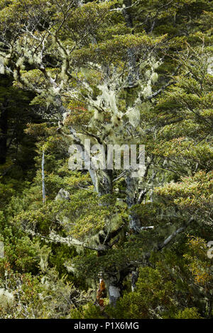 Flechten wachsen auf Bäumen, Lewis Pass, Canterbury, Südinsel, Neuseeland Stockfoto