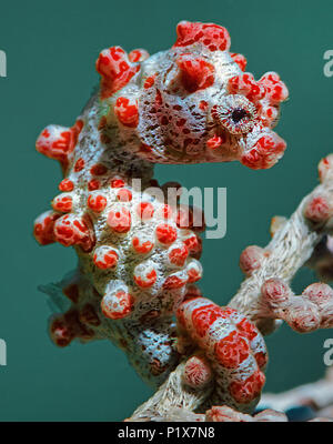 Pygmy Seepferdchen (Hippocampus Bargibanti) auf seafan (Muricella paraplectana), Sulawesi, Indonesien Stockfoto