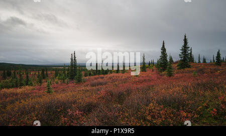 Herbstliche Denali National Park Landschaft in bewölkten Tag Stockfoto