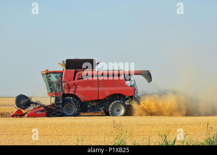 Ernte im Sommer Feld Stockfoto