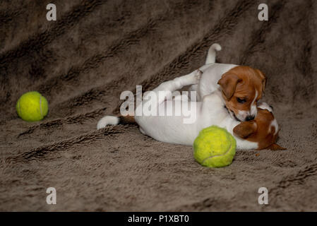 Zwei Jack Russell Welpen spielen miteinander für braune Decken. Stockfoto