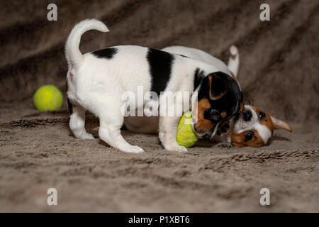 Zwei Jack Russell Welpen spielen miteinander für braune Decken. Stockfoto