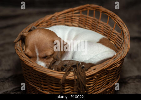 Jack Russell Welpen schlafen in einem Weidenkorb. Stockfoto