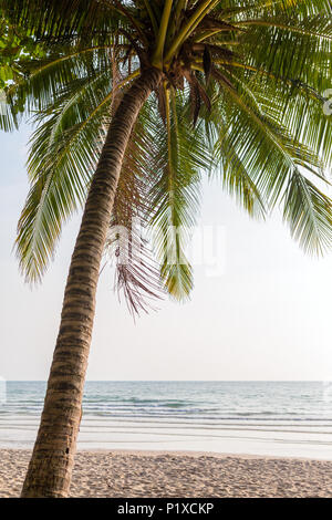 Palme auf einem wunderschönen tropischen Strand. Stockfoto