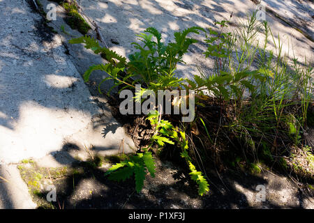 Gras nach oben schieben und Beton. Grüne Gras bricht durch die Steine Stockfoto