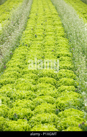 Feld mit Reihen von gewachsen Salatköpfe, bereit für die Ernte. Landwirtschaft, frische Produkte, Massenproduktion und Handel Konzept und Te Stockfoto