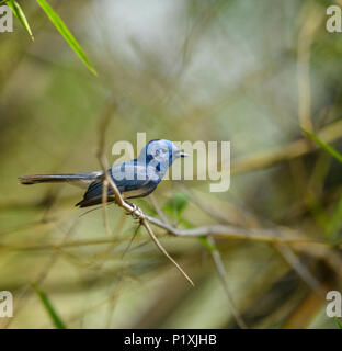 Männlich Black-naped Monarch oder Black-naped blau Schopftyrann hocken auf Ast Stockfoto