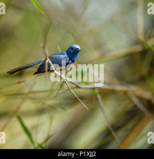 Männlich Black-naped Monarch oder Black-naped blau Schopftyrann hocken auf Ast Stockfoto