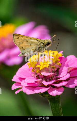 Fiery Skipper nectaring auf Zinnia Blume. Stockfoto