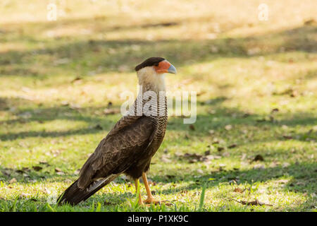 Pantanal in Brasilien. Männliche Southern Crested Karakara, stehend auf einem Rasen. Stockfoto