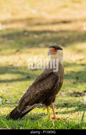 Pantanal in Brasilien. Männliche Southern Crested Karakara stehen auf kurzen Gras. Stockfoto