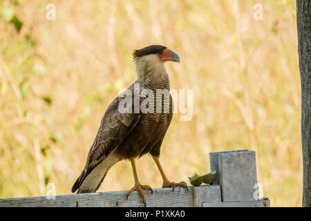 Pantanal in Brasilien. Southern Crested Karakara thront auf einem Holzzaun. Stockfoto