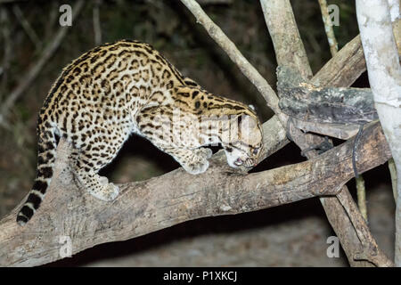 Pantanal, Mato Grosso, Brasilien, Südamerika. Ocelot in einem Baum in der Nacht mit einem Scheinwerfer auf. Stockfoto