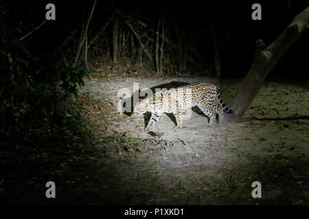 Pantanal, Mato Grosso, Brasilien, Südamerika. Ocelot in der Nacht mit einem Scheinwerfer auf. Stockfoto