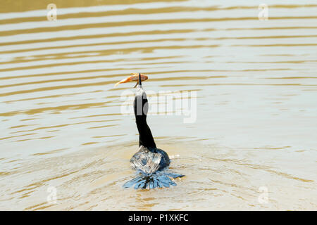 Pantanal, Brasilien, Mato Grosso, Südamerika. Neotropis Kormoran versuchen, ein kleiner Fisch zu essen. Stockfoto