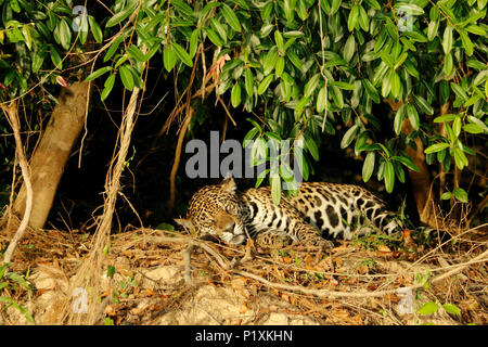 Pantanal, Mato Grosso, Brasilien, Südamerika. Wald und Mond in den frühen Morgenstunden Jaguar gesehen ruht auf einem Ufer in der Mittagshitze. Stockfoto