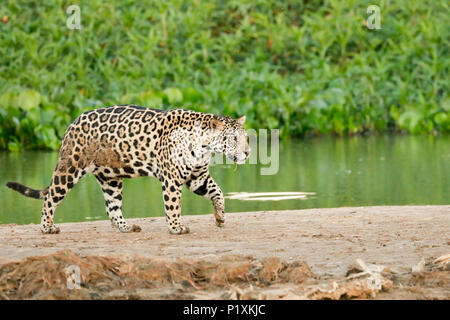 Pantanal, Mato Grosso, Brasilien, Südamerika. Jaguar auf eine Sandbank auf der Cuiaba Fluss, durch kleine fliegende Insekten umgeben. Stockfoto
