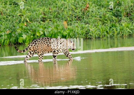 Pantanal, Mato Grosso, Brasilien, Südamerika. Jaguar das Waten im seichten Wasser, wie es zwischen den Sandbänken auf der Cuiaba Fluss überquert. Stockfoto