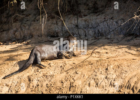 Pantanal, Mato Grosso, Brasilien, Südamerika. Giant River Otter ruht auf dem Ufer des Cuiaba River. Stockfoto