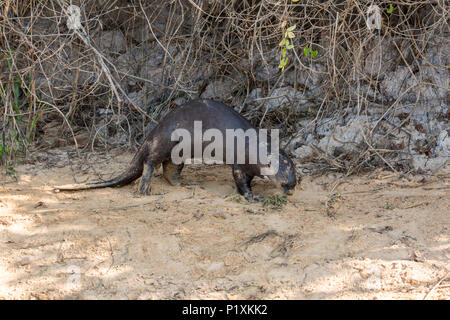 Pantanal, Mato Grosso, Brasilien, Südamerika. Giant River Otter am Ufer des Cuiaba River. Stockfoto