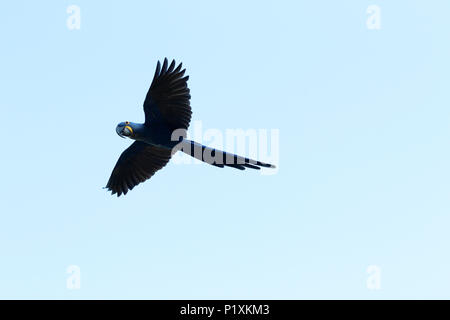 Pantanal, Mato Grosso, Brasilien, Südamerika. Hyazinthe Aras fliegen. Stockfoto