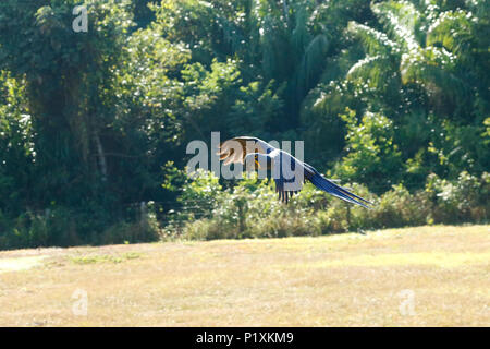 Pantanal, Mato Grosso, Brasilien, Südamerika. Hyazinthe Aras fliegen bald Palmen. Stockfoto