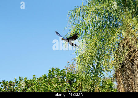 Pantanal, Mato Grosso, Brasilien, Südamerika. Hyazinthe Aras fliegen fast Babacu (oder Babassuöl) Palmen. Stockfoto