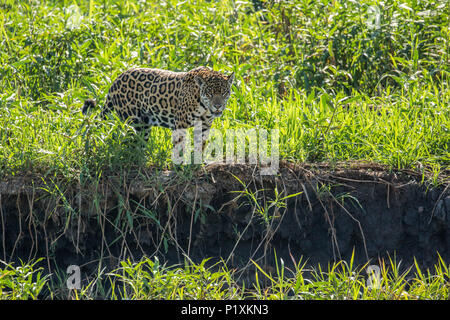 Pantanal, Mato Grosso, Brasilien, Südamerika. Jaguar an einem Flußufer, über zu gehen zum Schwimmen ein. Stockfoto