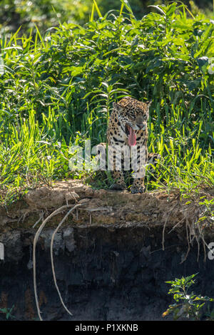 Pantanal, Mato Grosso, Brasilien, Südamerika. Jaguar Gähnen, als Sie am Flussufer in der Mittagssonne sitzt. Stockfoto