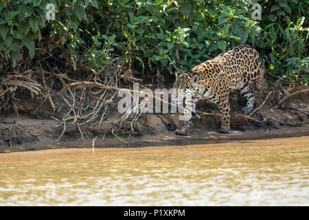 Pantanal, Mato Grosso, Brasilien, Südamerika. Weibliche Jaguar auf der Jagd nach kaiman in Cuiaba River. Stockfoto