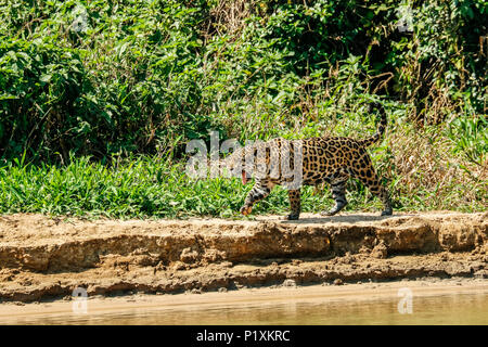 Pantanal, Mato Grosso, Brasilien, Südamerika. Weibliche Jaguar auf der Jagd nach kaiman in Cuiaba River. Stockfoto