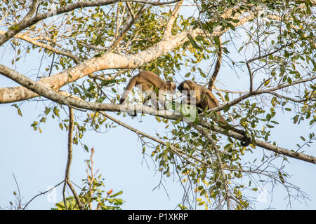 Pantanal, Mato Grosso, Brasilien, Südamerika. Zwei Black-capped Kapuziner Affen sitzen hoch oben in einem Baum essen lässt. Stockfoto
