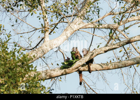 Pantanal, Mato Grosso, Brasilien, Südamerika. Zwei Black-capped Kapuziner Affen sitzen hoch oben in einem Baum essen lässt. Stockfoto